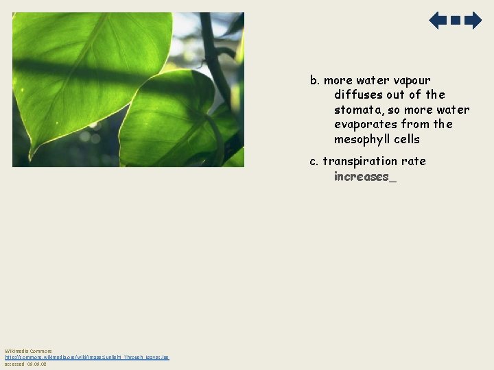 b. more water vapour diffuses out of the stomata, so more water evaporates from