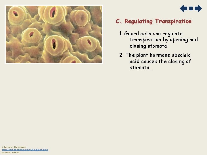 C. Regulating Transpiration 1. Guard cells can regulate transpiration by opening and closing stomata