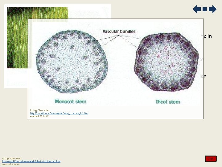 3. Moncots differ from dicots in a number of distinct characteristics a. parallel versus