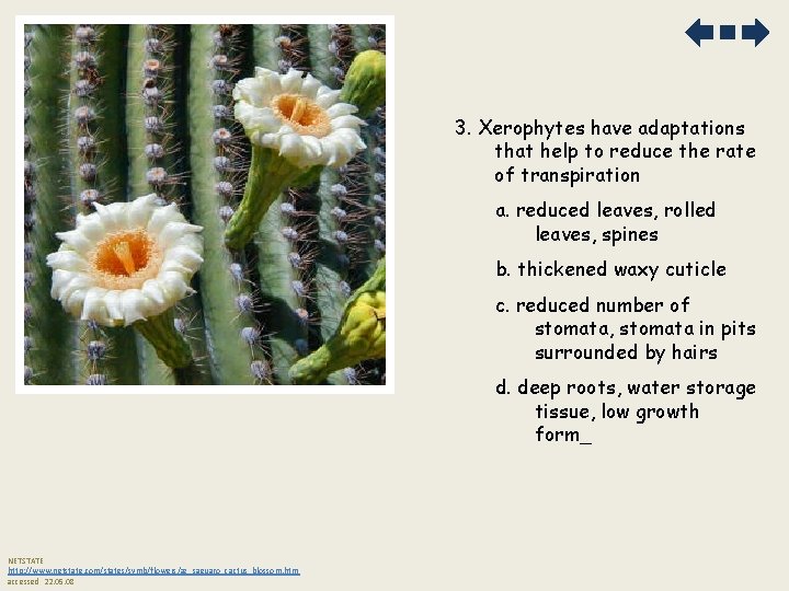 3. Xerophytes have adaptations that help to reduce the rate of transpiration a. reduced