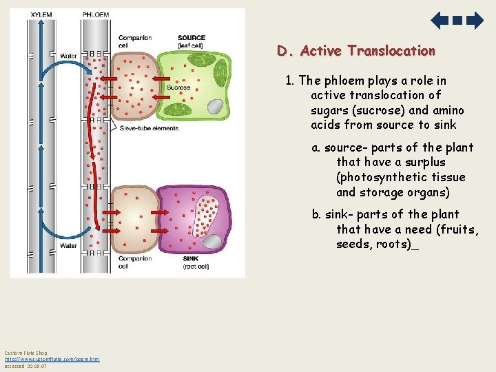 D. Active Translocation 1. The phloem plays a role in active translocation of sugars