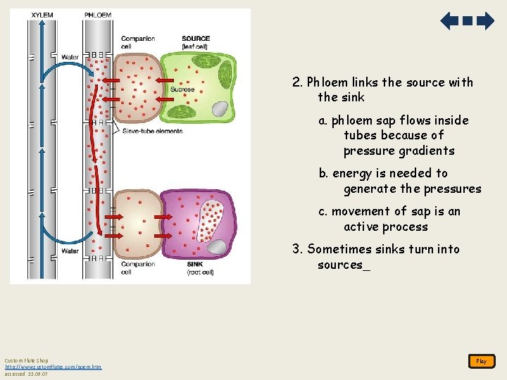 2. Phloem links the source with the sink a. phloem sap flows inside tubes