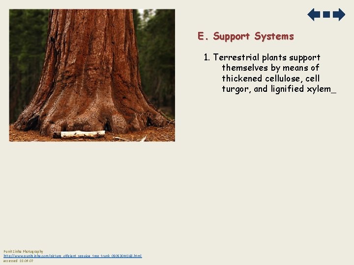 E. Support Systems 1. Terrestrial plants support themselves by means of thickened cellulose, cell