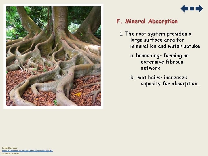 F. Mineral Absorption 1. The root system provides a large surface area for mineral