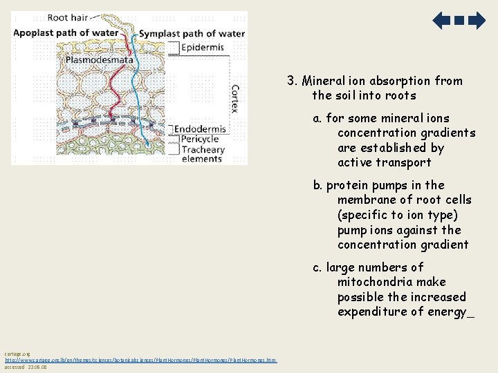 3. Mineral ion absorption from the soil into roots a. for some mineral ions