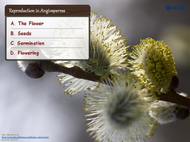 Reproduction in Angiosperms A. The Flower B. Seeds C. Germination D. Flowering free-slideshow. com