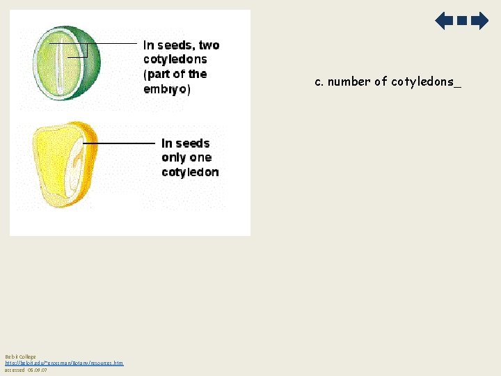 c. number of cotyledons_ Beloit College http: //beloit. edu/~grossman/Botany/resources. htm accessed 05. 09. 07