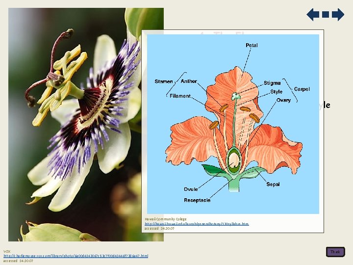 A. The Flower 1. The structure of a dicotyledonous animalpollinated flower a. sepal, petal,