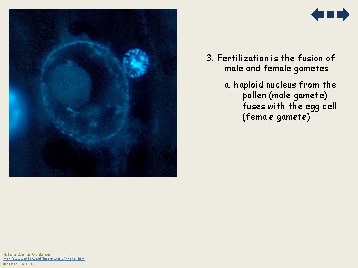 3. Fertilization is the fusion of male and female gametes a. haploid nucleus from
