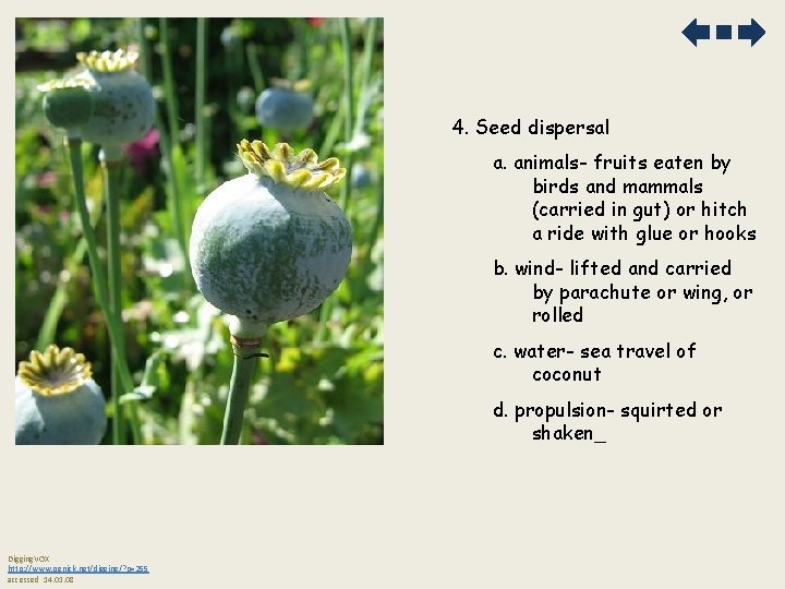 4. Seed dispersal a. animals- fruits eaten by birds and mammals (carried in gut)