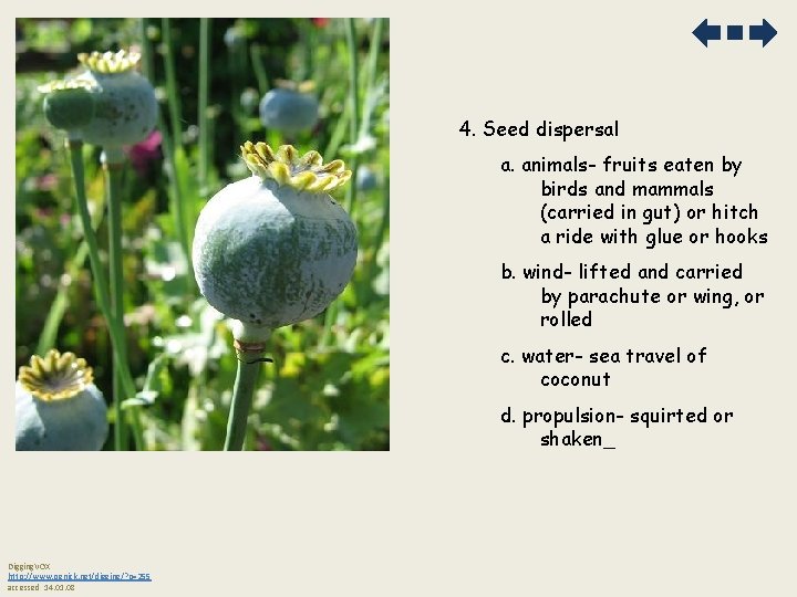 4. Seed dispersal a. animals- fruits eaten by birds and mammals (carried in gut)