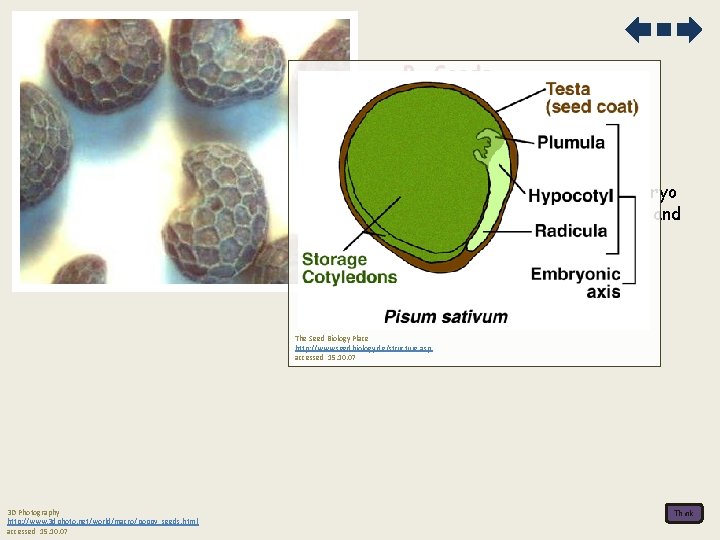 B. Seeds 1. The external and internal structure of a named dicotyledonous seed a.