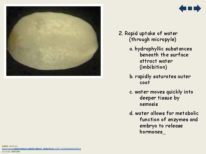 2. Rapid uptake of water (through micropyle) a. hydrophyllic substances beneath the surface attract