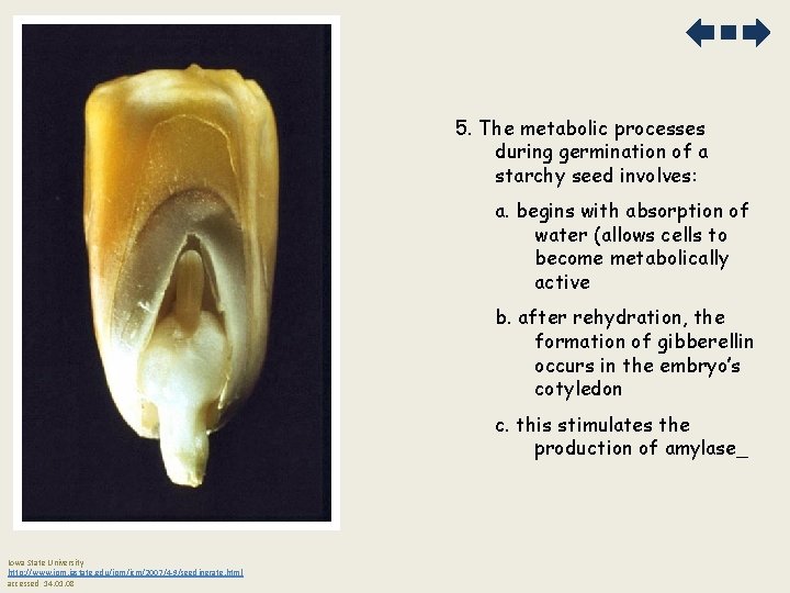 5. The metabolic processes during germination of a starchy seed involves: a. begins with