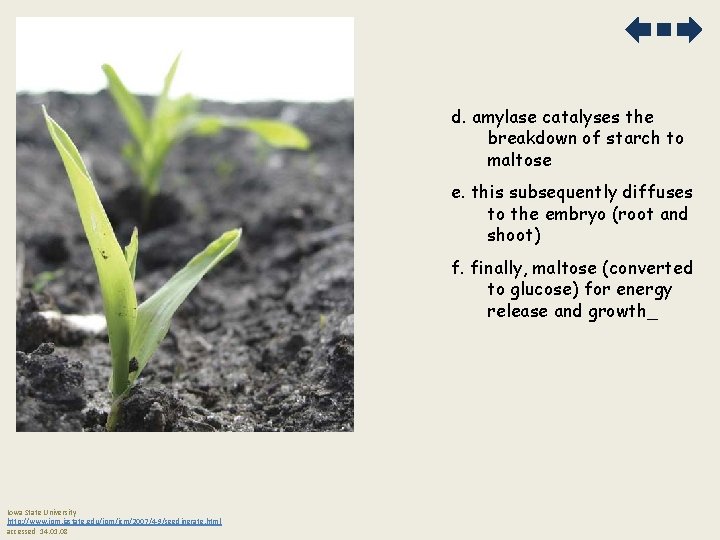 d. amylase catalyses the breakdown of starch to maltose e. this subsequently diffuses to