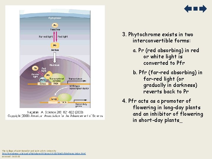 3. Phytochrome exists in two interconvertible forms: a. Pr (red absorbing) in red or