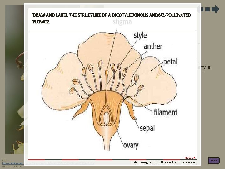 DRAW AND LABEL THE STRUCTURE OF A DICOTYLEDONOUS ANIMAL-POLLINATED FLOWER A. The Flower 1.