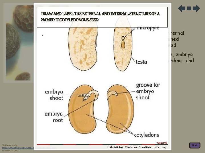 DRAW AND LABEL THE EXTERNAL AND INTERNAL STRUCTURE OF A NAMED DICOTYLEDONOUS SEED B.