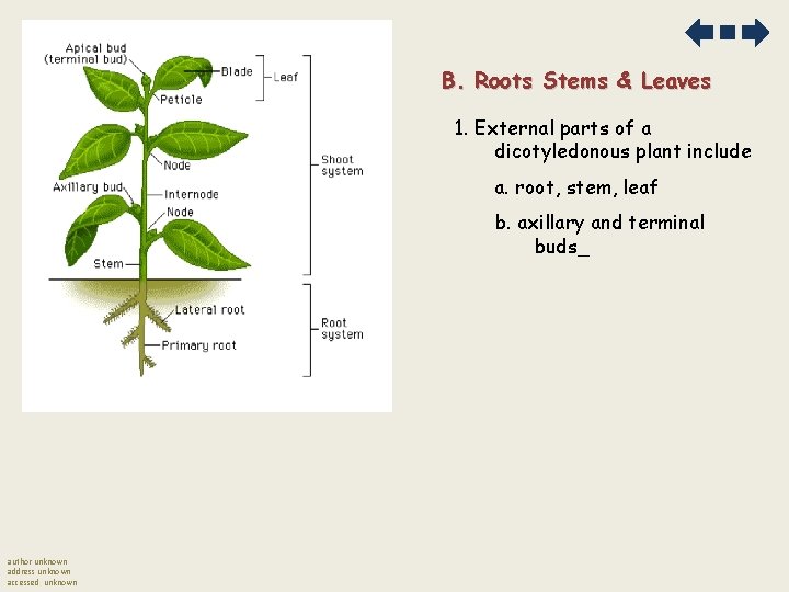 B. Roots Stems & Leaves 1. External parts of a dicotyledonous plant include a.