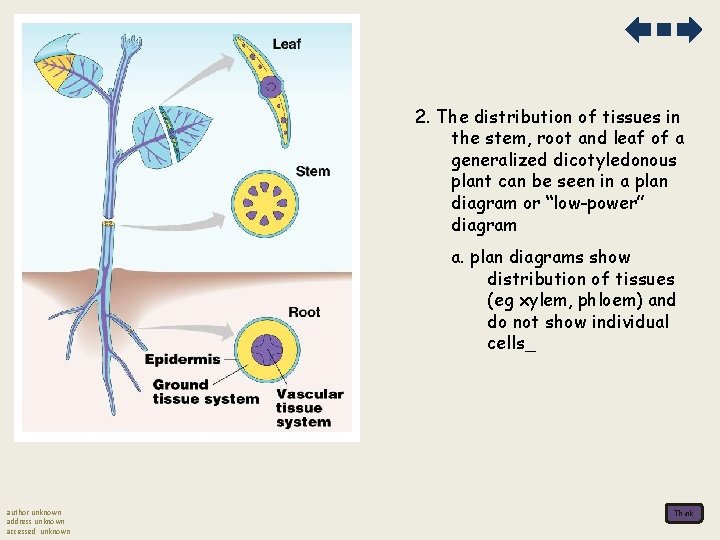 2. The distribution of tissues in the stem, root and leaf of a generalized