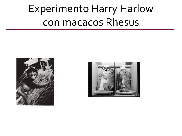 Experimento Harry Harlow con macacos Rhesus 