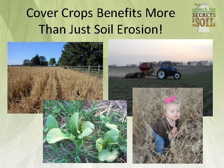 Cover Crops Benefits More Than Just Soil Erosion! 