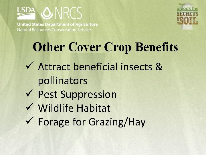 Other Cover Crop Benefits ü Attract beneficial insects & pollinators ü Pest Suppression ü