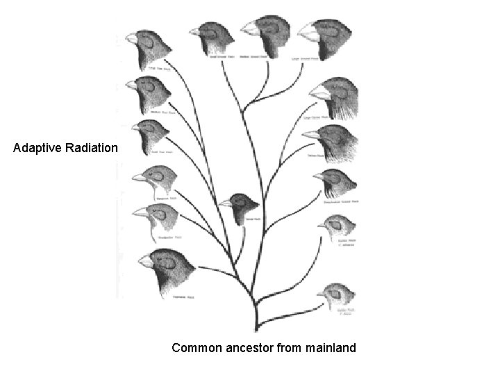 Adaptive Radiation Common ancestor from mainland 