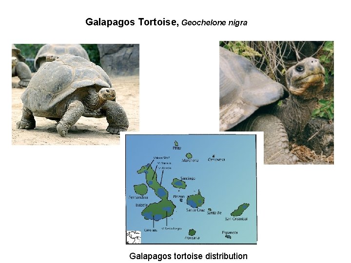 Galapagos Tortoise, Geochelone nigra Galapagos tortoise distribution 