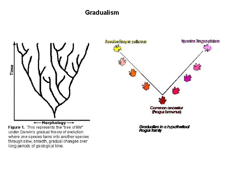 Gradualism 