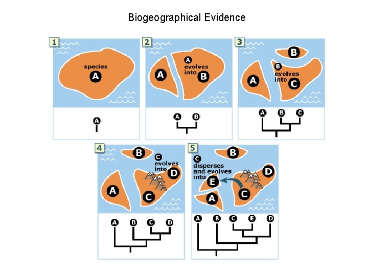 Biogeographical Evidence 