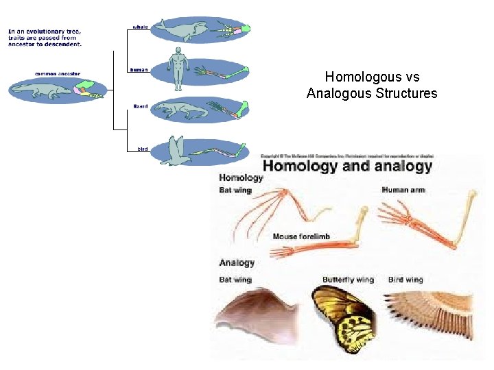 Homologous vs Analogous Structures 