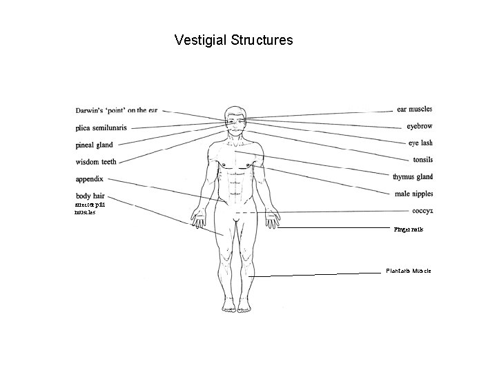 Vestigial Structures arrector pili muscles Finger nails Plantaris Muscle 