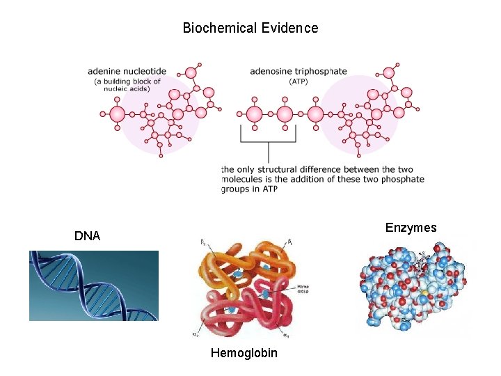 Biochemical Evidence Enzymes DNA Hemoglobin 