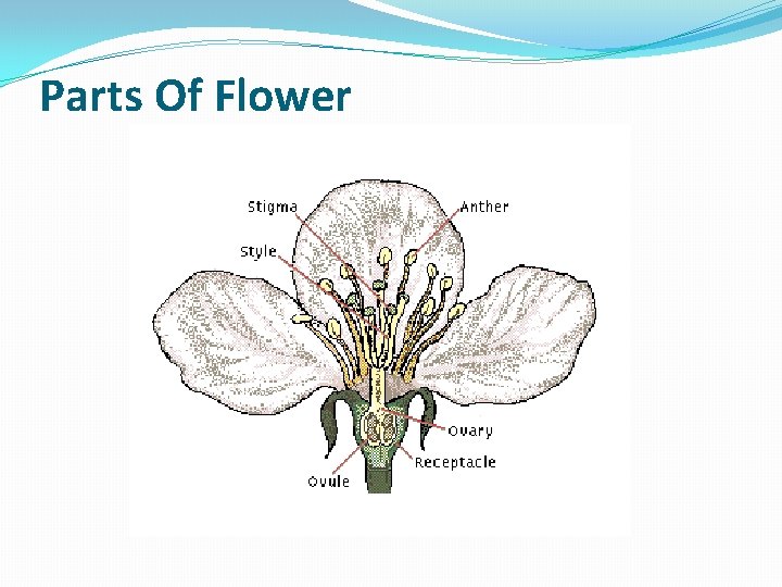 Parts Of Flower 