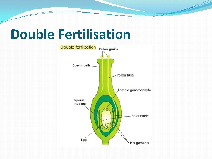 Double Fertilisation 
