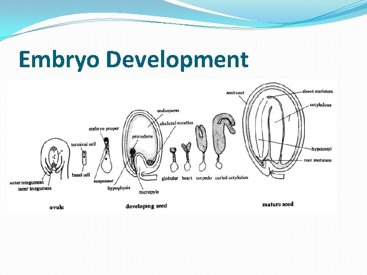 Embryo Development 