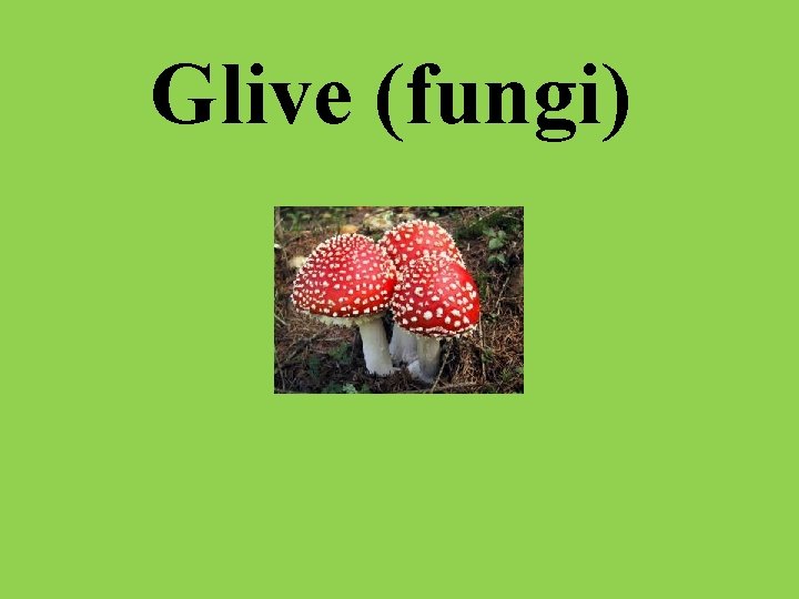 Glive (fungi) 