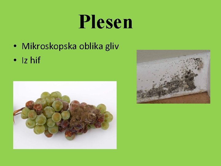 Plesen • Mikroskopska oblika gliv • Iz hif 