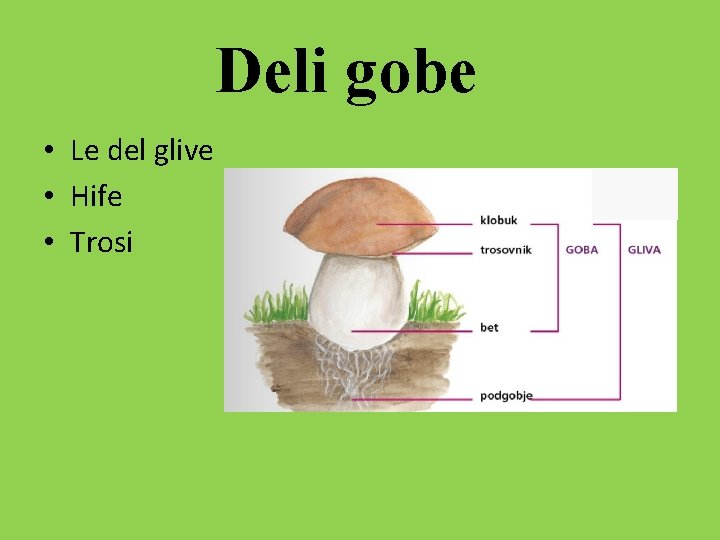 Deli gobe • Le del glive • Hife • Trosi 