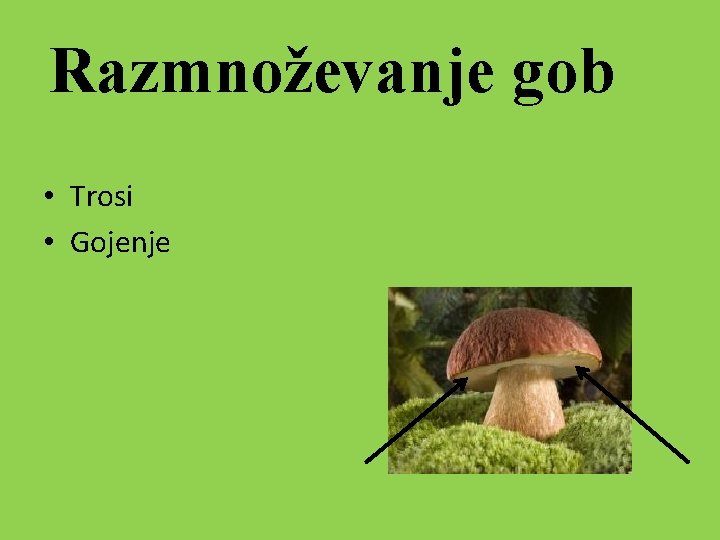 Razmnoževanje gob • Trosi • Gojenje 