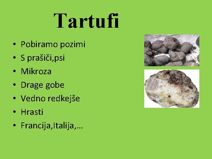 Tartufi • • Pobiramo pozimi S prašiči, psi Mikroza Drage gobe Vedno redkejše Hrasti