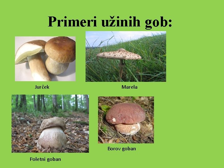 Primeri užinih gob: Jurček Marela Borov goban Poletni goban 