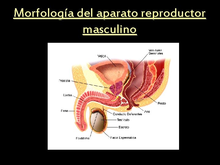 Morfología del aparato reproductor masculino 