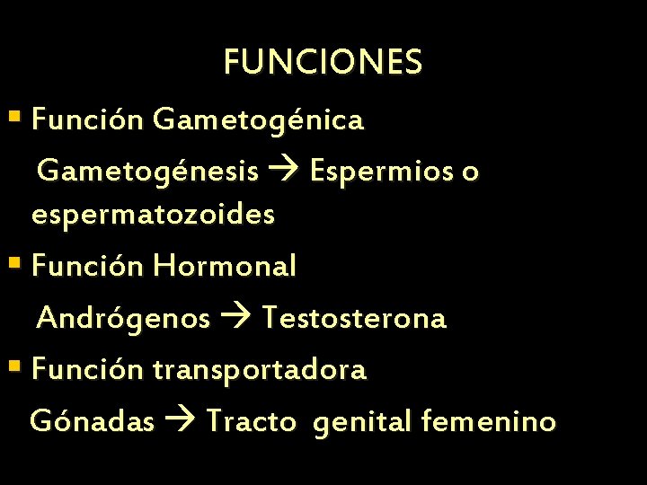 FUNCIONES § Función Gametogénica Gametogénesis Espermios o espermatozoides § Función Hormonal Andrógenos Testosterona § FUNCIONES § Función Gametogénica Gametogénesis Espermios o espermatozoides § Función Hormonal Andrógenos Testosterona §