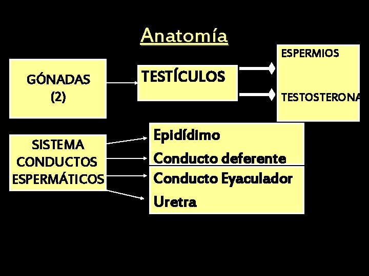 Anatomía GÓNADAS (2) SISTEMA CONDUCTOS ESPERMÁTICOS ESPERMIOS TESTÍCULOS TESTOSTERONA Epidídimo Conducto deferente Conducto Eyaculador