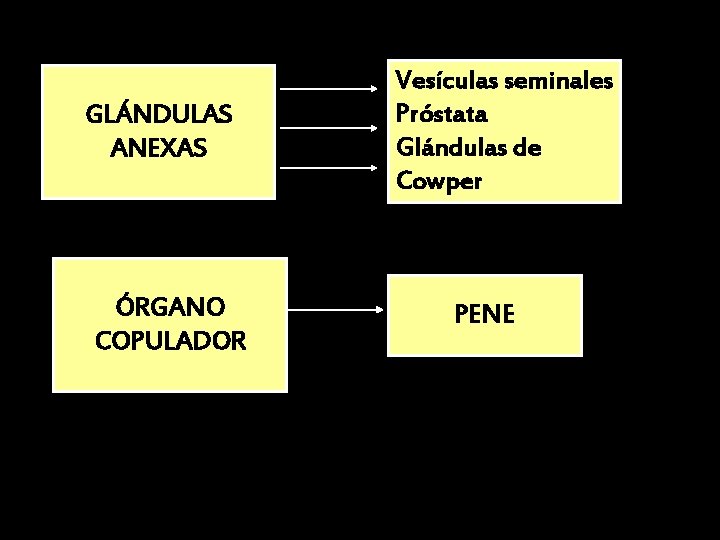 GLÁNDULAS ANEXAS ÓRGANO COPULADOR Vesículas seminales Próstata Glándulas de Cowper PENE GLÁNDULAS ANEXAS ÓRGANO COPULADOR Vesículas seminales Próstata Glándulas de Cowper PENE