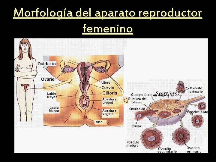 Morfología del aparato reproductor femenino 