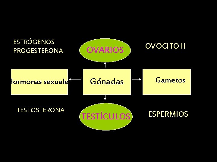 ESTRÓGENOS PROGESTERONA OVARIOS OVOCITO II Hormonas sexuales Gónadas Gametos TESTÍCULOS ESPERMIOS TESTOSTERONA 