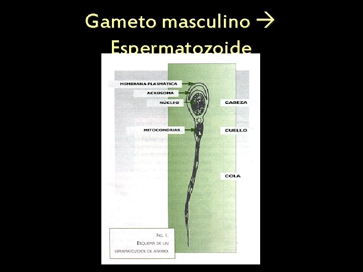 Gameto masculino Espermatozoide 